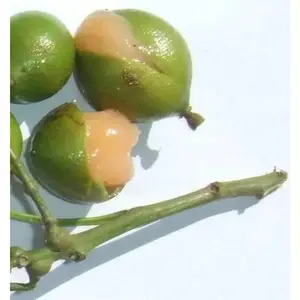 Spanish lime, fruit seed, jamaican guinep