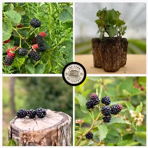 Triple Crown Blackberry Plant