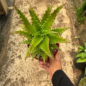 6” aloe Congolensis