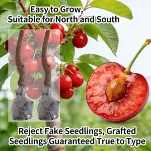 （WL#FF）Healthy Cherry Tree Seedling for Indoor and Outdoor Gardening, Ideal for Backyard, Container, or Balcony, Easy-to-Care Fruit Tree Plant