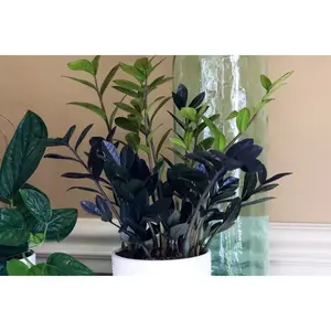 Raven ZZ plant | Indoor Live Zamioculcas Zamiifolia Raven Plant | Rare Indoor Plant | Zansibar gem | Black ZZ Plant