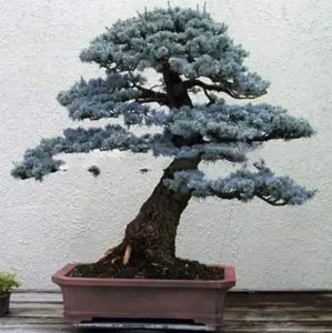 50 Blue Spruce Bonsai Tree Seeds for Planting