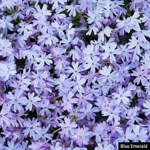 Five-piece periwinkle ground cover live plant with blue emerald creeping phlox flowers