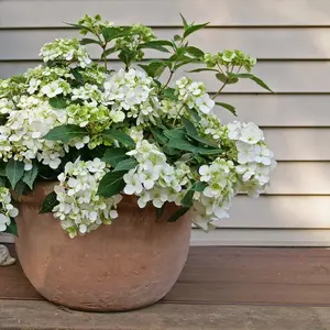 Fairytrail™ White Cascade Hydrangea