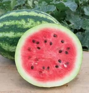 Crimson Sweet Watermelon Seeds for Planting - Premium Heirloom Seeds Packet!