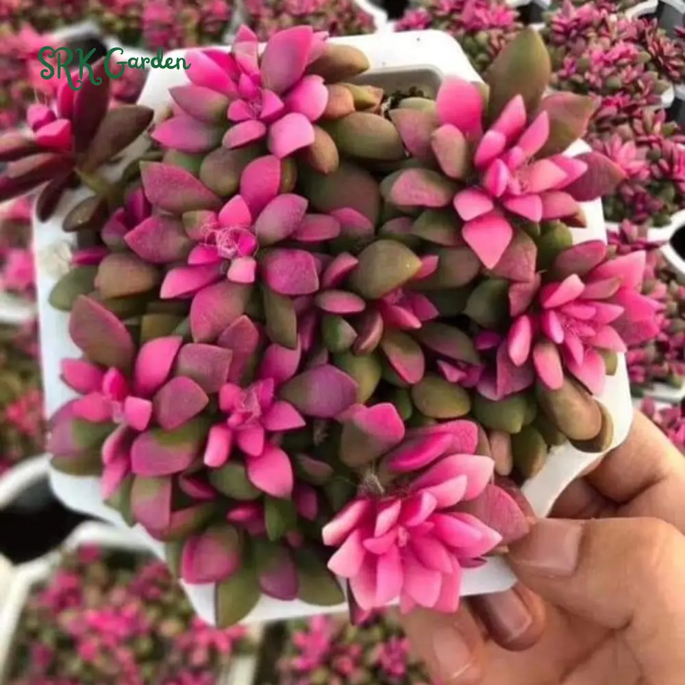 Sunrise, Variegated Succulent, Pink Plant in 2", 4" pot