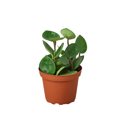 Hoya Carnosa Chelsea