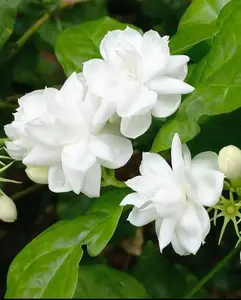 Climbing Jasmine Flower Seeds for Planting-Non-GMO Jasmine Gardenia Plant Fragrant Flower Garden Home