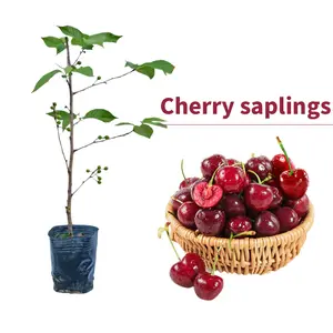 Live Exclusive  Heirloom Non-GMO Cherry Live Plant Seedlings – Compact Starter Fruit Trees for Home Gardens, Containers & Backyards | Easy-to-Grow, Beginner-Friendly Cherry Tree for Fresh Fruit, Home Orchards & Outdoor Growing