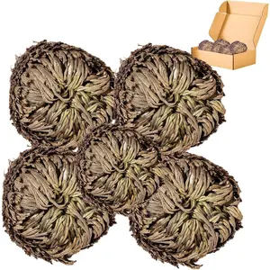 5 Pack Big 3.5" Rose of Jericho Resurrection , Flor de Jerico  Dried , Jericho Flower Dried Rose,  Fern Prayer  for  Purification, Home Decor