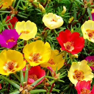 Purslane Large Flower Seed Mix Portulaca Grandiflora Rose Moss Succulent Seeds for Planting 1000+ Seeds