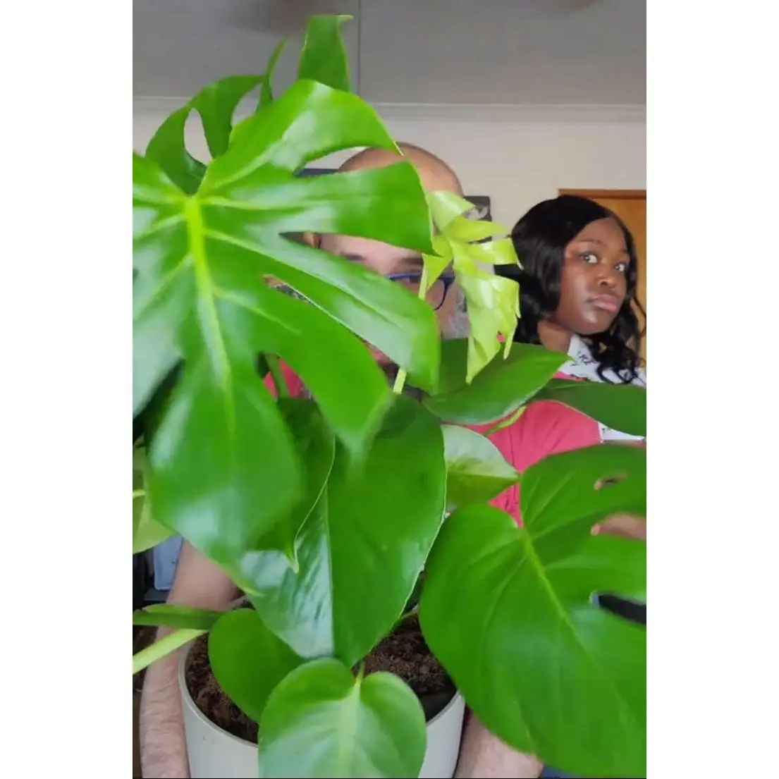 Monstera Deliciosa, Monstera Split-Leaf Plant, Live Houseplant, Indoor Plant