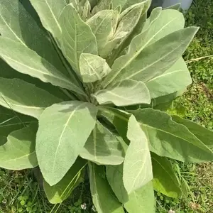Mullein seeds