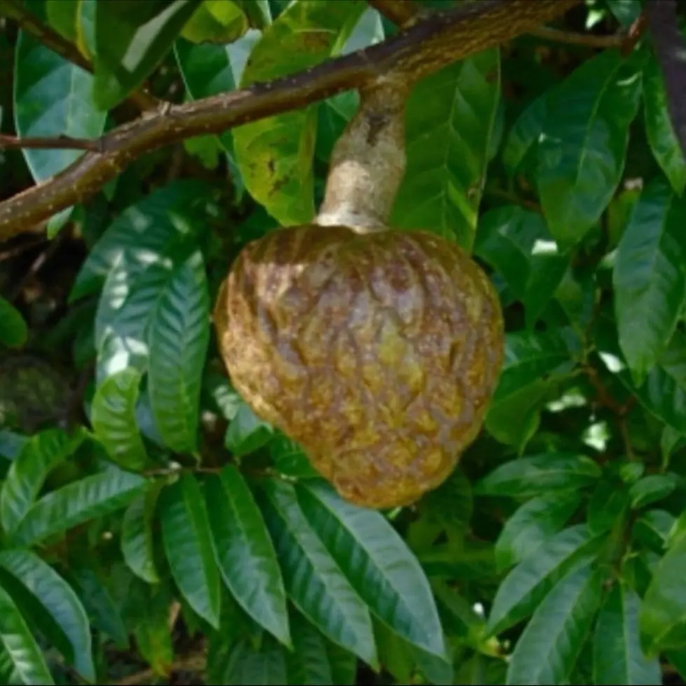 Annona reticulata TREE GRAFTED (2-4 Feet Tall)