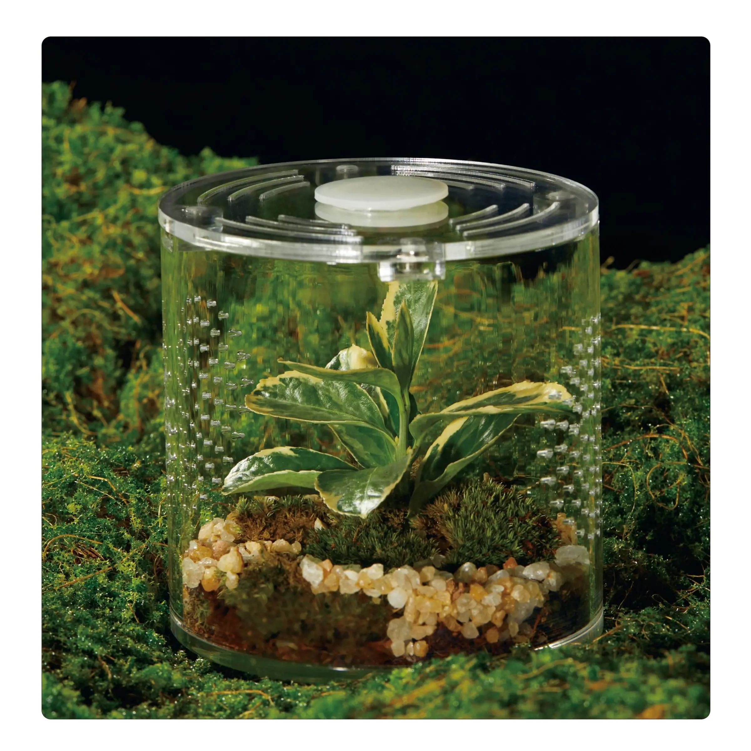 Acrylic Glass Container for Reptiles and Spiders, Small Leak-Proof Case, Terrarium Supplies, Ideal for Wolf Spider, Jumping Spider, Frog, Gecko