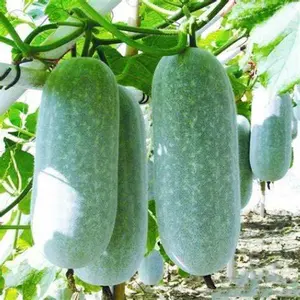 Benincasa Hispida Winter Melon Gourd Squash Garden Plant Seeds, 2 Packs x 120 Seeds, Easy-to-Grow Perennial for Containers, Balconies