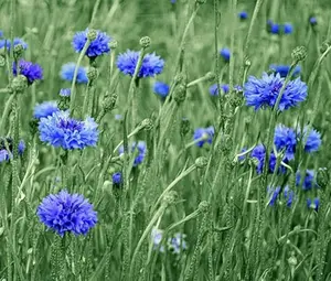 600 Tall Blue Bachelor Button Seeds for Planting Blue Cornflower. 3 Grams Harvested, pollinator bee, Butterfly