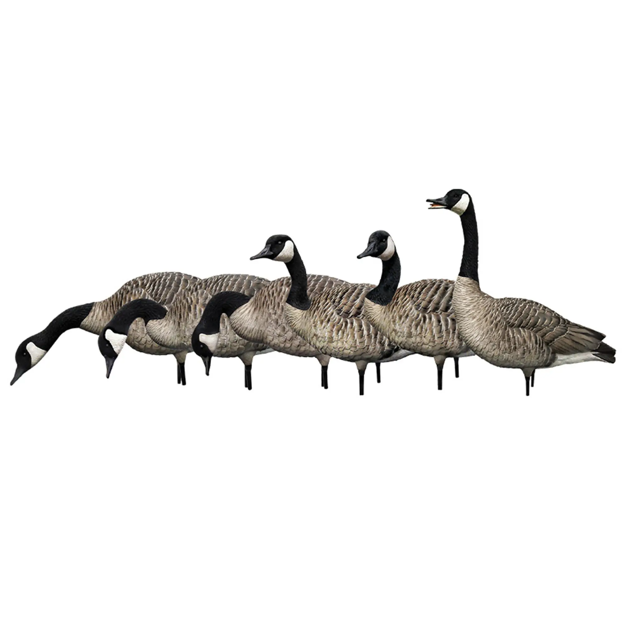 Avian X AXP Oversized Full-Body Honker Hunting Decoys, 6-Pack Fusion Model with Flocked Heads, Realistic Throw-and-Go Design and Superior Paint Adhesion