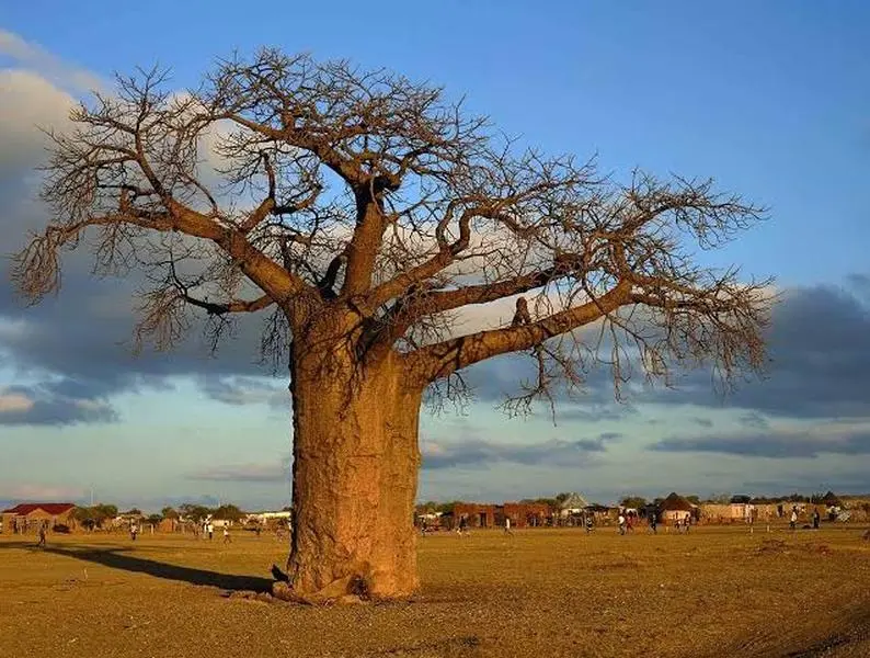 BAOBAB tree ADANSONIA DIGITATA rare bonsai exotic flowering bottle seed 10 seeds
