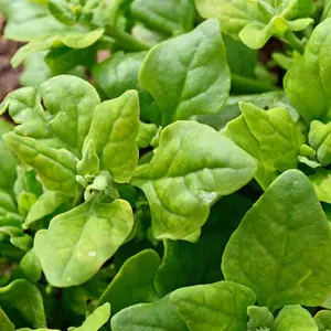 TomorrowSeeds - New Zealand Spinach Seeds -  Hot Weather Garden Green Malabar Plant Leaf Kale Lettuce Non GMO Vegetable Seed for 2024