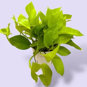 Neon Pothos 6” - Bright Hanging Plant
