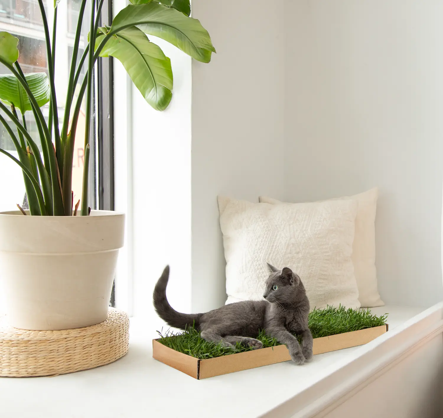 Kitty Lawn  Indoor Playtime for Outdoor Cats