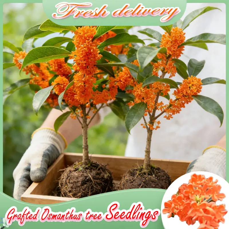 Bare Root Grafted Orange Osmanthus Tree Sapling, Strong Fragrance Evergreen Sweet Olive Live Plant, Easy To Grow Backyard Balcony Potted Ornamental Flower Shrub, Fast Blooming Aromatic Osmanthus Fragrans Bare Root Seedling