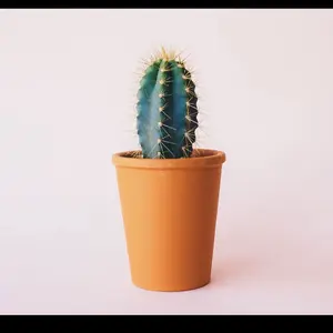 Bloom Easy Care Houseplants for Indoor Use - Perfect for Homes Offices or Gifting - Natural Beauty and Fresh Air Addition