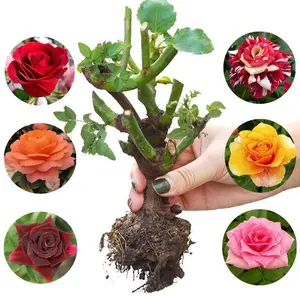 Premium Rose Seedlings Hardy Perennial Flower Plants Fragrant Blooms Disease Resistant Easy to Grow Live Rose Bushes for Garden Patio Balcony Yard Decor Home Gardening Gift Spring Planting Trend 2026