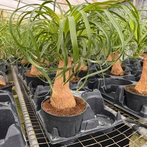 6” Ponytail Palm
