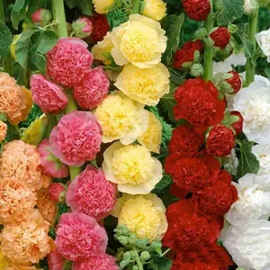 200 PCS Hollyhock Flower Seeds – Tall Blooming Perennial for Garden Borders and Fences