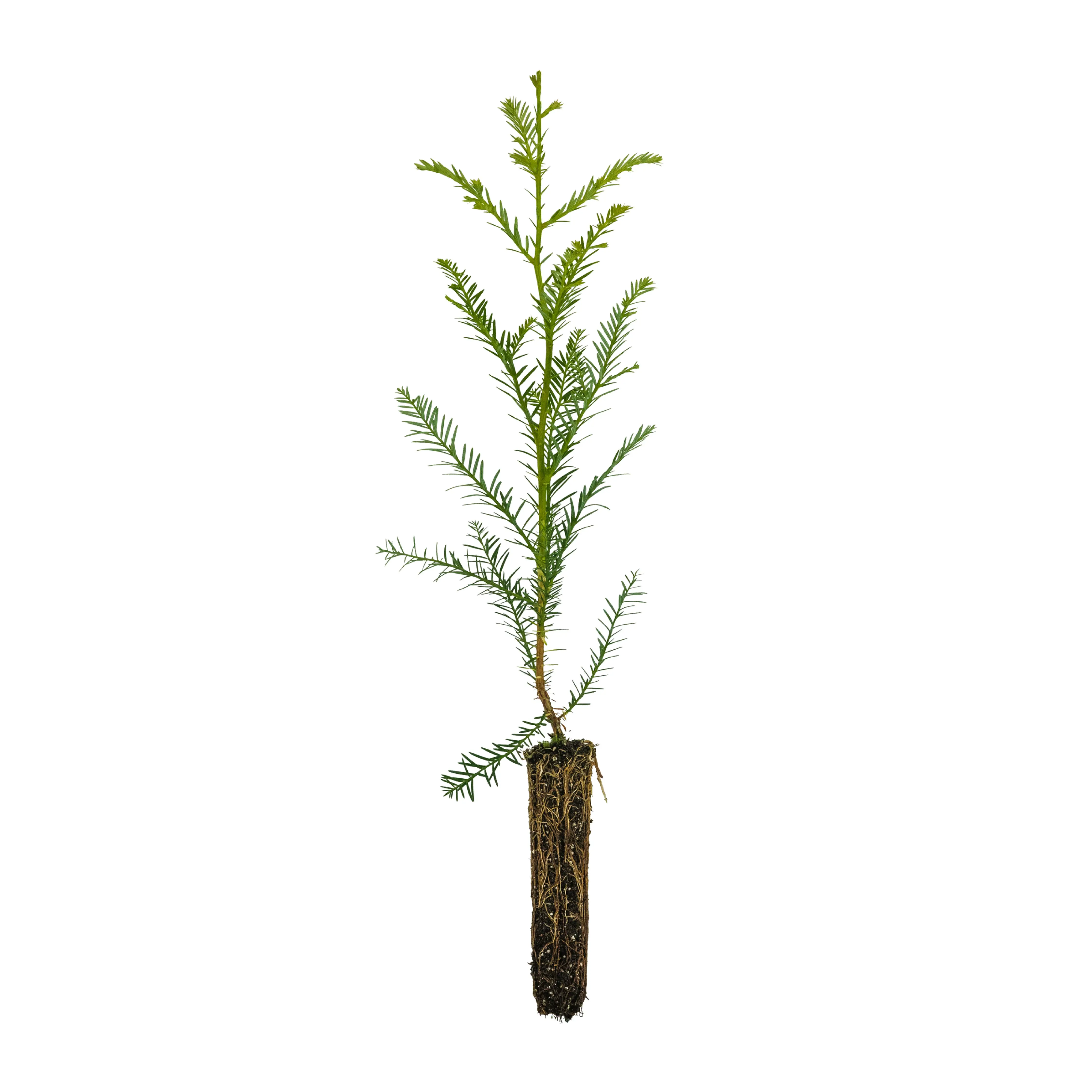Clonal Coast Redwood | Fast-Growing Forestry Sapling | Small