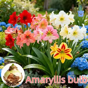 Angel flower ball, double-petaled, plump and plump, cold-resistant and heat-resistant, novice-friendly potted flowers, suitable for both indoor and outdoor, and can bloom in the same year after planting