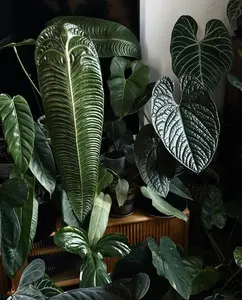 Rare Anthurium Veitchii Live Plant 2-Inch Pot | King Anthurium | Collector Aroid