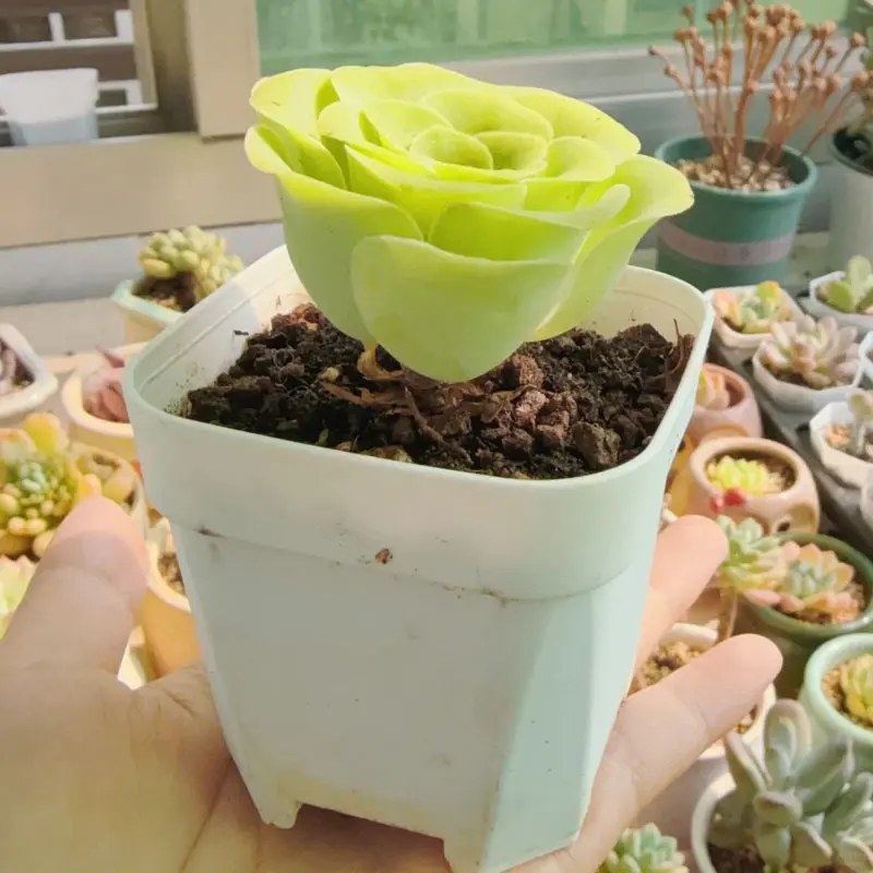 Peach succulent, small indoor decorative green plants, space saving, long lasting simple potted succulent