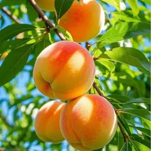 10+Pcs Peach Seeds – Grow Your Own Sweet, Juicy Peaches at Home