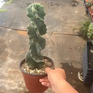 Spiral Cactus Cereus 6 inch  pot Plant