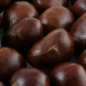 Japanese Chestnut Tree Seeds 'Silverleaf'  (Castanea crenata var. Silverleaf)