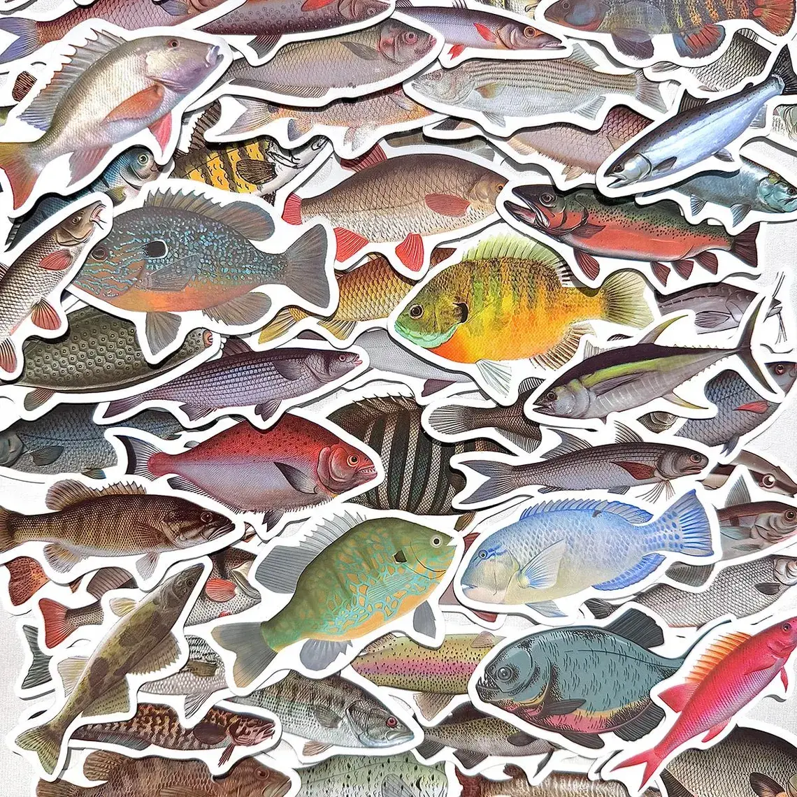 50-Piece Realistic Ocean Animal Fish Stickers Pack, Vinyl Decals Set for Fishing Lovers