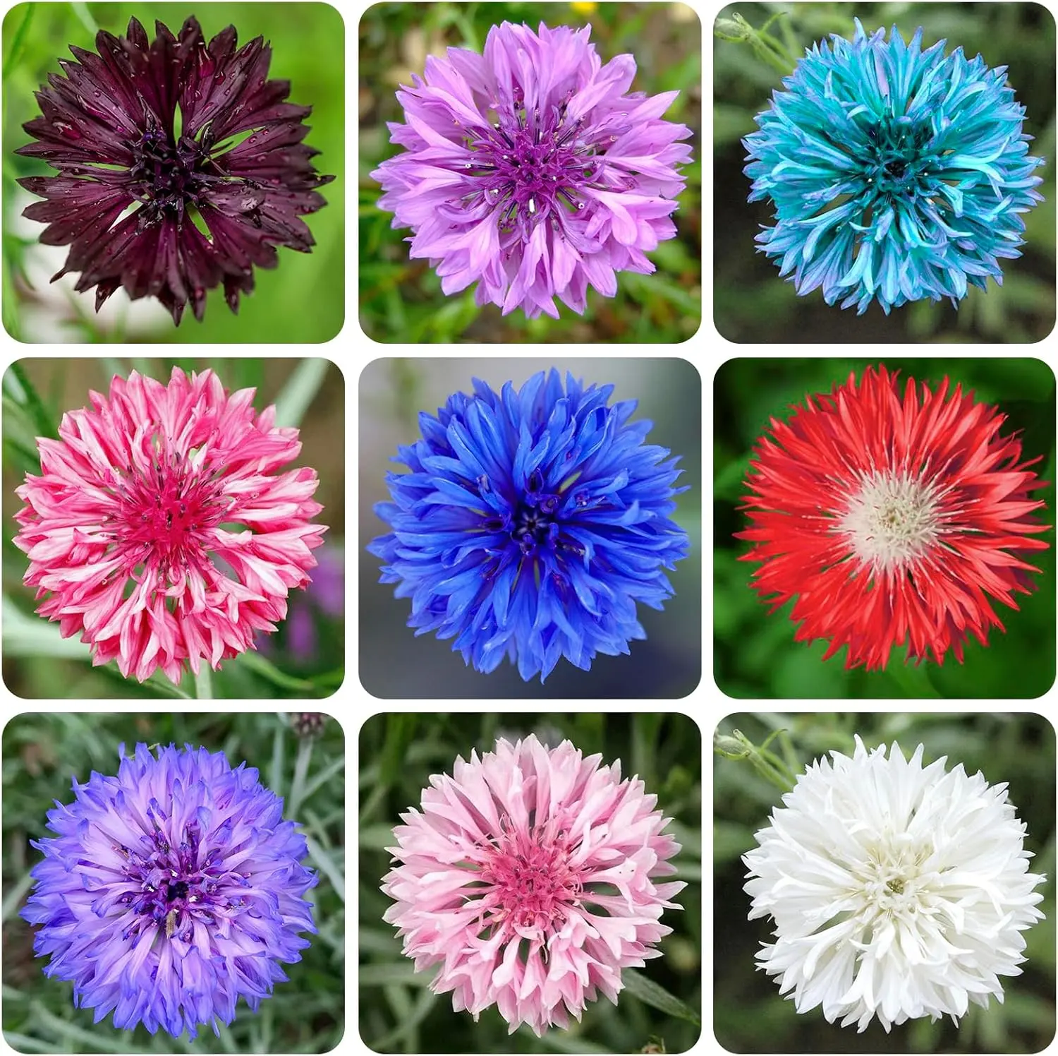 200+ Mix Cornflower Seed Packets for Planting - Non-GMO Bachelor Button Ornamental Perennial, Full Sun Outdoor Garden Pollinator-Attract Seeds