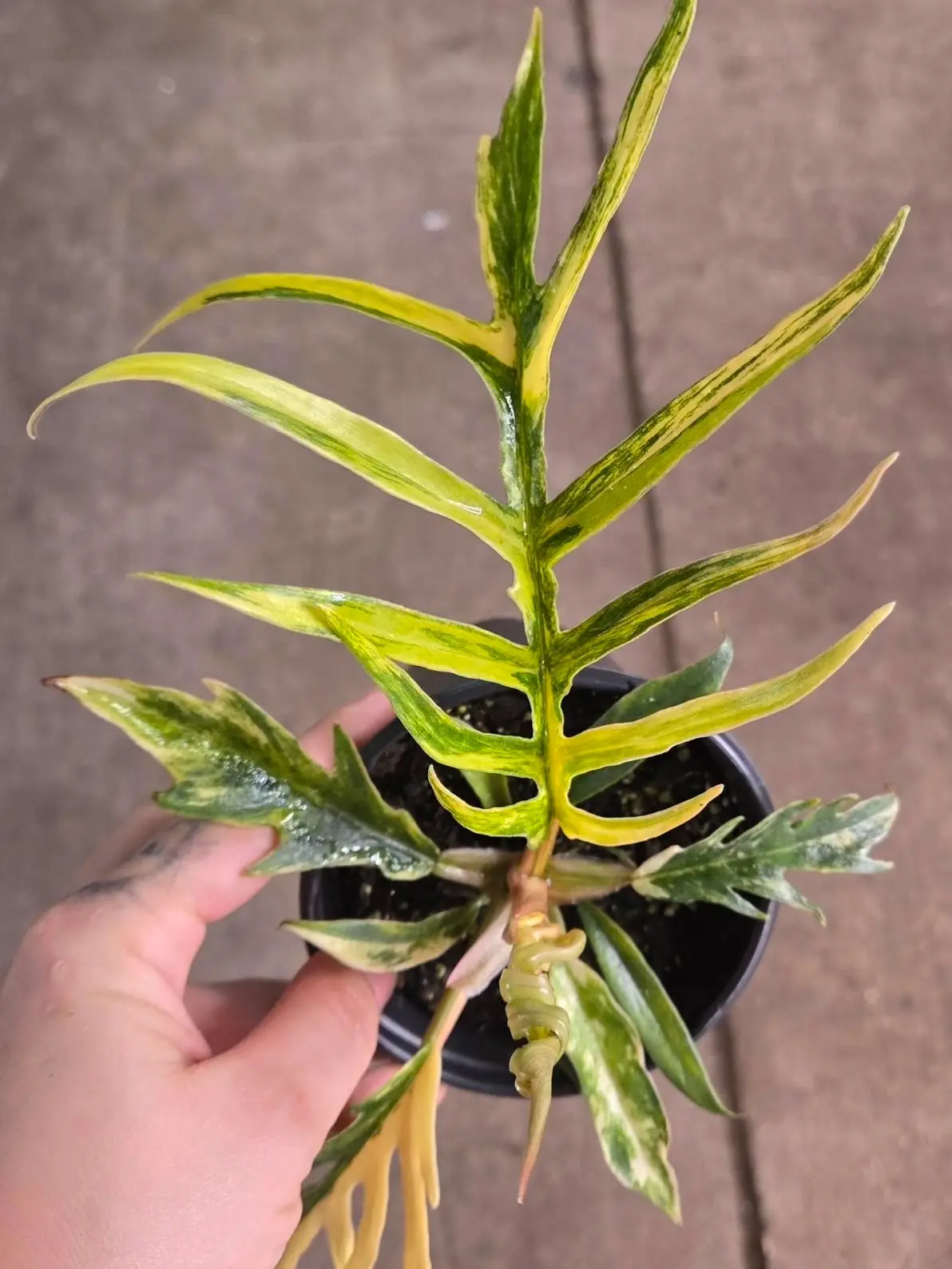 Philodendron Tortum Variegated | Variegated Fishbone Philodendron | Rare Collector Plant | Live Plant | 2” Pot