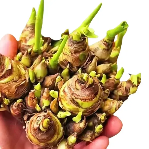 Night-Blooming Sweet Tuberose Bulbs for Planting (2 Count) - Healthy Tubers for Beginners, Compact Grow in Full Sun, Ideal for Patio, Garden Pots - Home Improvement Garden Supplies