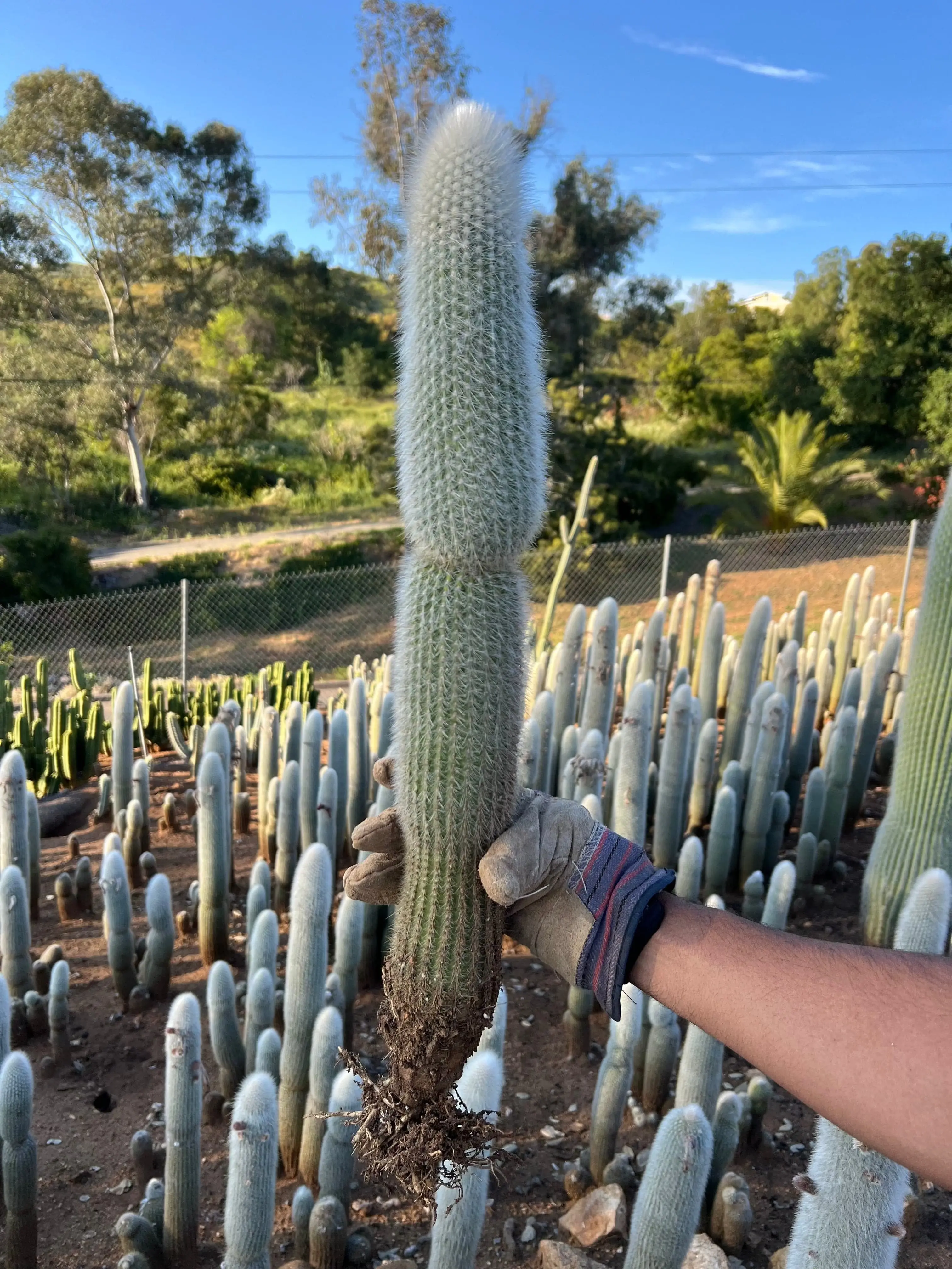 Silver Torch Cactus - Cleistocactus Strausii