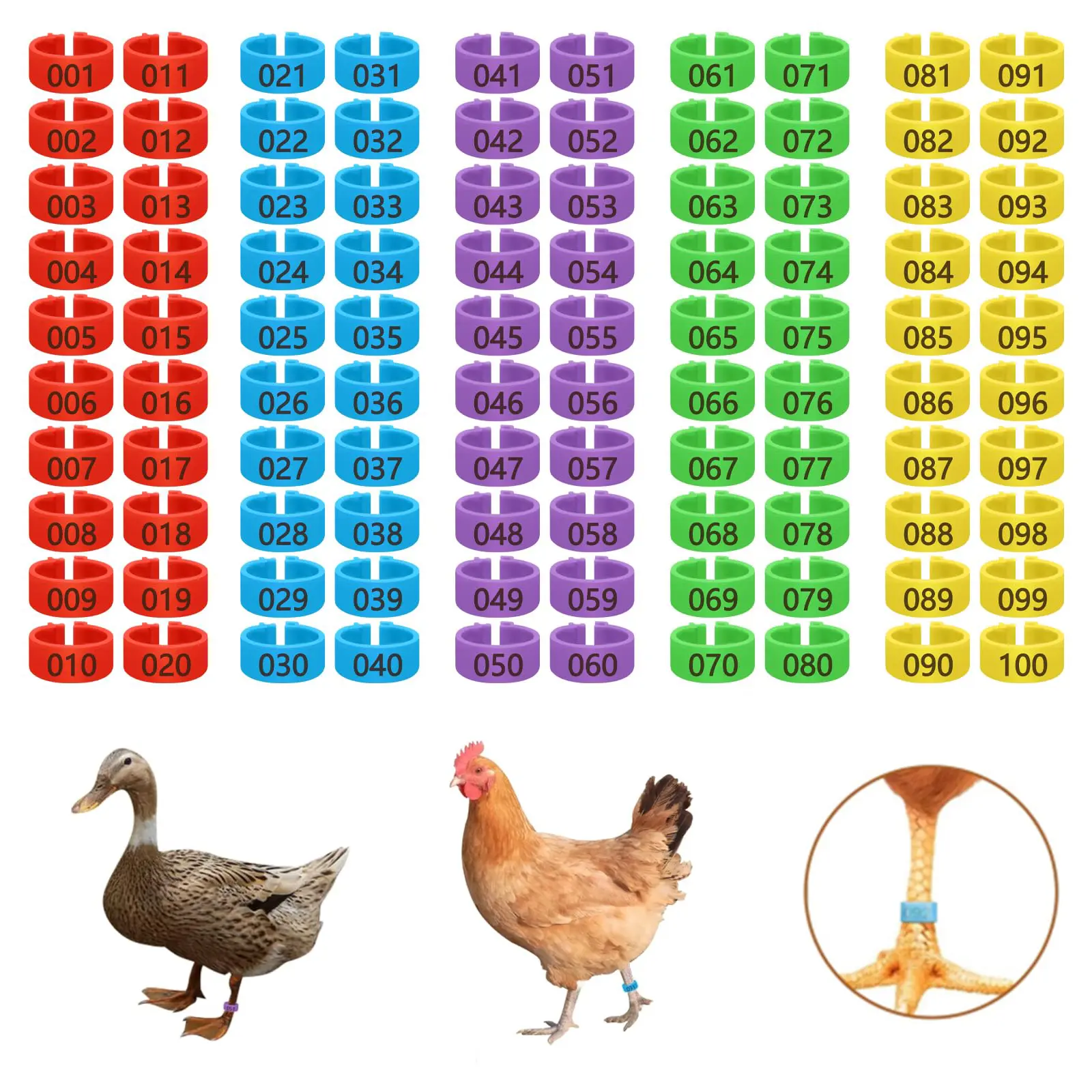 100 Pcs Poultry Identification Leg Rings, 0.62 Inch Diameter Numbered Leg Rings, Clip-On Numbered Colorful Tags for 1.1-5.5 Lbs Chickens, Ducks and Geese