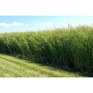RC Tecumseh Switchgrass Seed (Panicum virgatum)