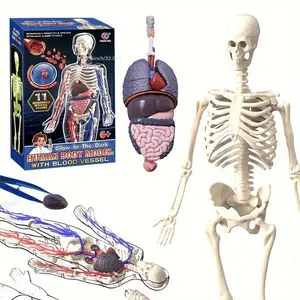 Human Anatomy Model, 3-In-1 28-Piece Disassembled Body Parts, Medical Education 3D Model, Organ Skeleton Blood Vessel Structure