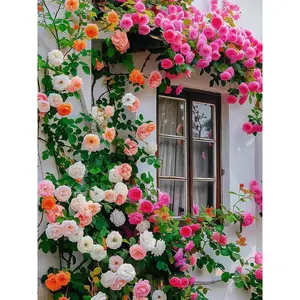200Pcs Mixed Climbing Rose Seeds | Perennial Vine Roses for Fences, Trellises & Pergolas | Fast-Growing & Long-Blooming