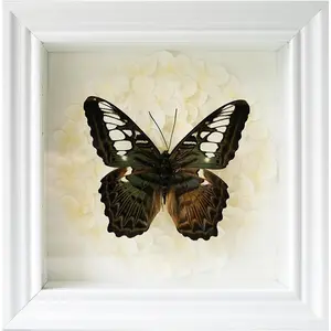 Handmade Real Butterfly Shadow Box - Ethically Sourced Gothic Wall Art, Framed Butterflies Taxidermy ,Victorian Moody Home Decor (Beige,M)