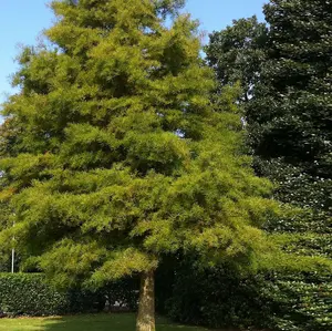 Dawn Redwood Tree – Live Bare Root, 2–3 ft | Metasequoia glyptostroboides