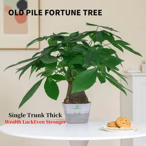 Indoor Bonsai Money Tree - 5 Leaflets All-Round Fortune Plant, Bulbous Trunk & Long-Lasting Ornamental Value, Sturdy Branches for Desk & Home Decor (High Survival)